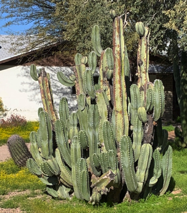 Mar 27 - Looking forward to seeing this columnar cactus in bloom. So majestic.